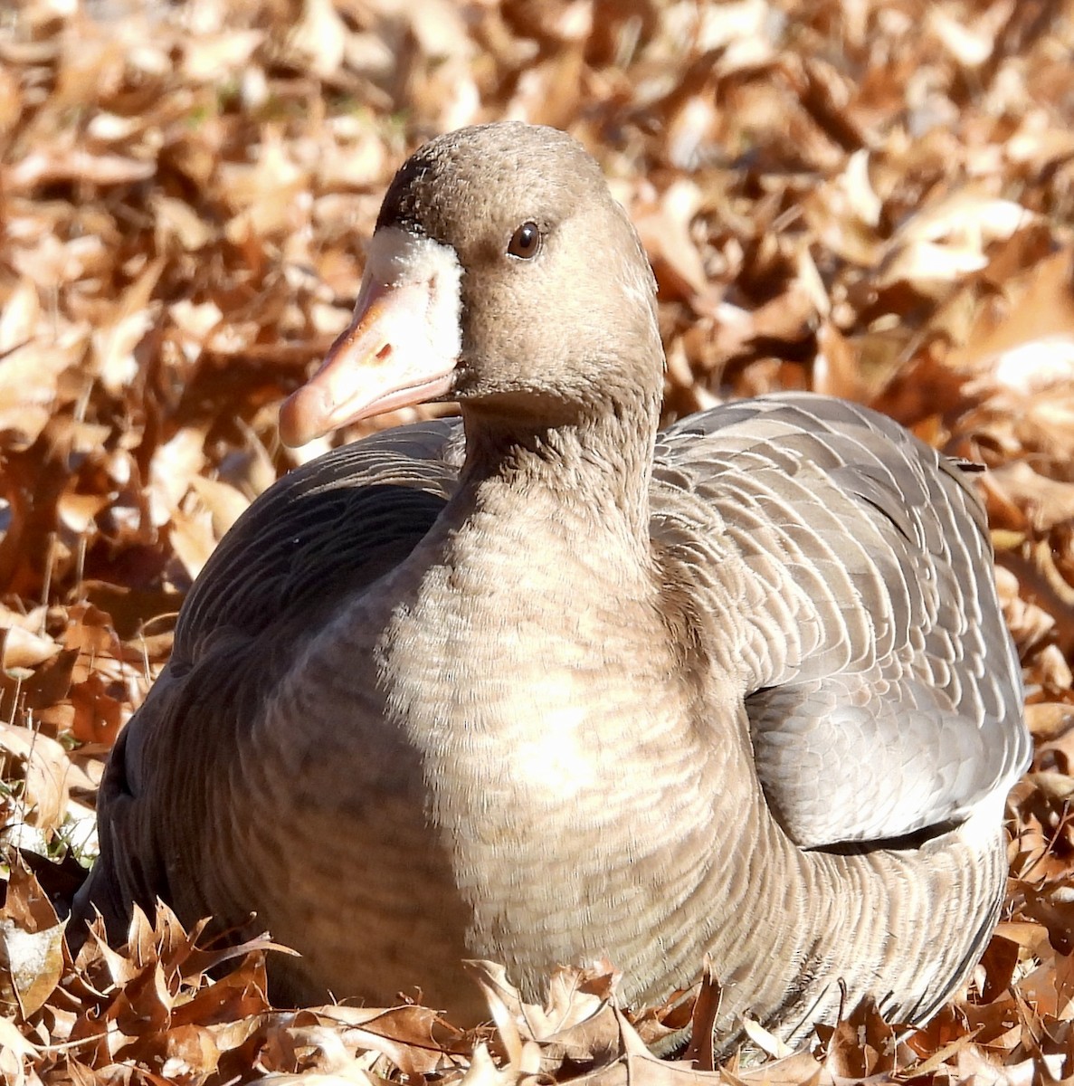 Greater White-fronted Goose - ML611350170