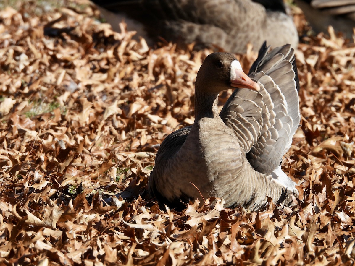 Greater White-fronted Goose - ML611350173