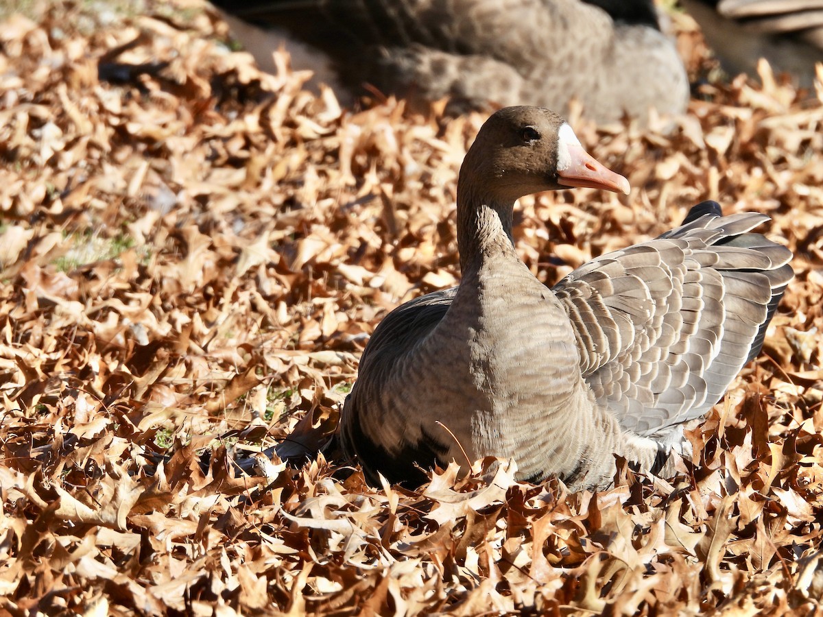 Greater White-fronted Goose - ML611350174