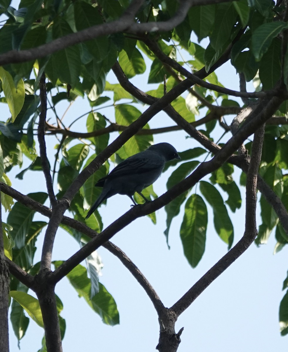Papuan Cicadabird - ML611350211