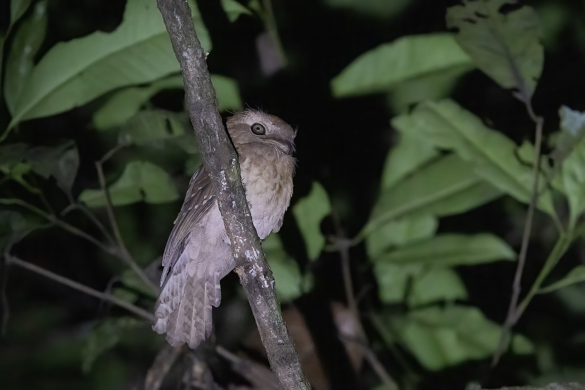 Gould's Frogmouth - ML611350218