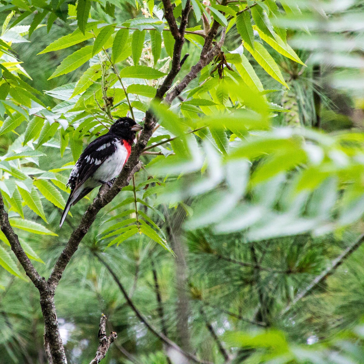 Rose-breasted Grosbeak - ML611350243