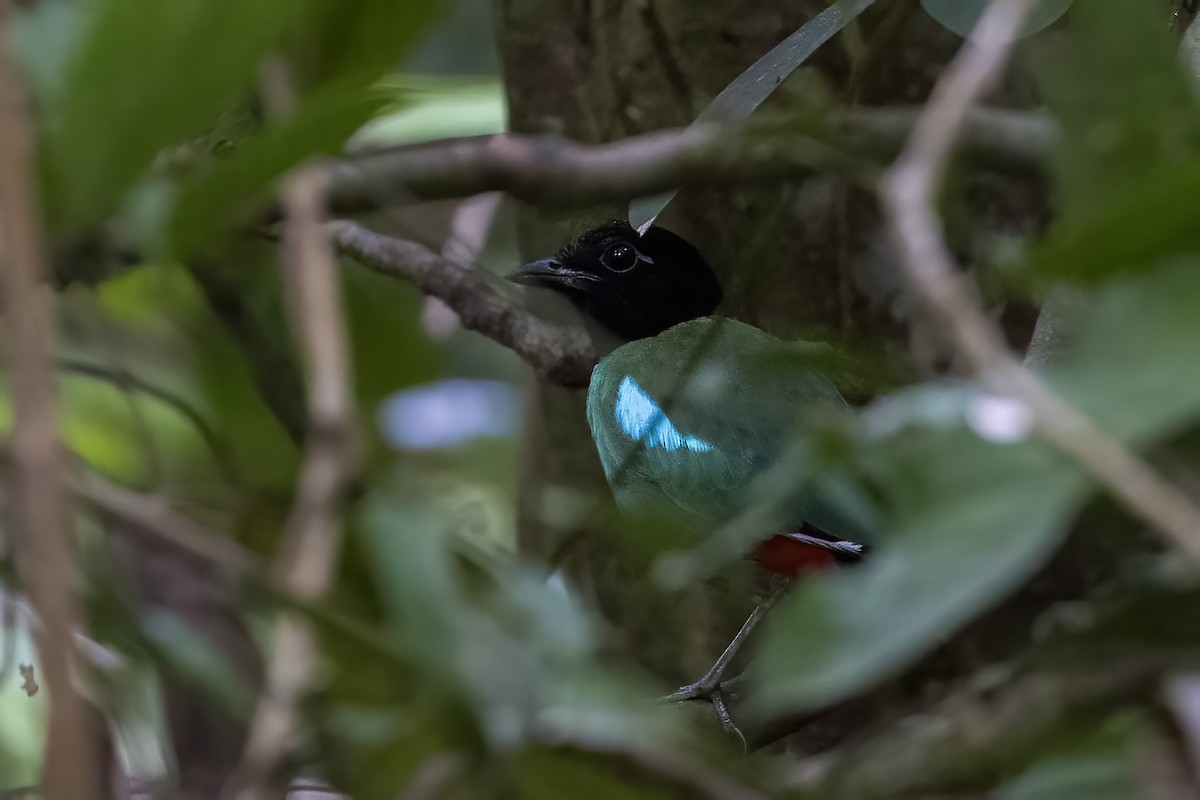 Western Hooded Pitta (Sunda) - ML611350388