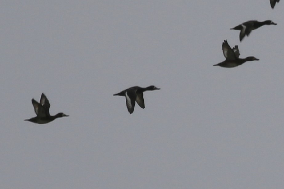 Greater Scaup - ML611350394