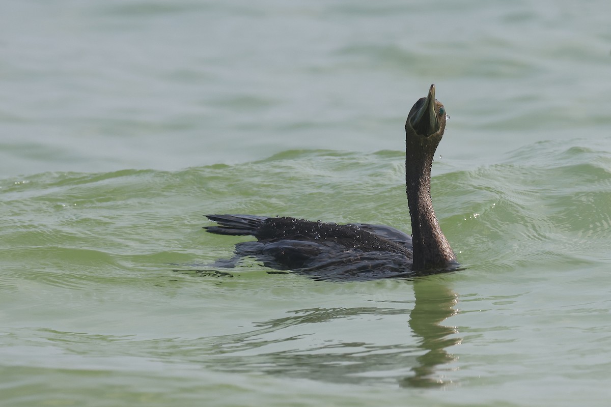 Cormorán de Socotra - ML611350416