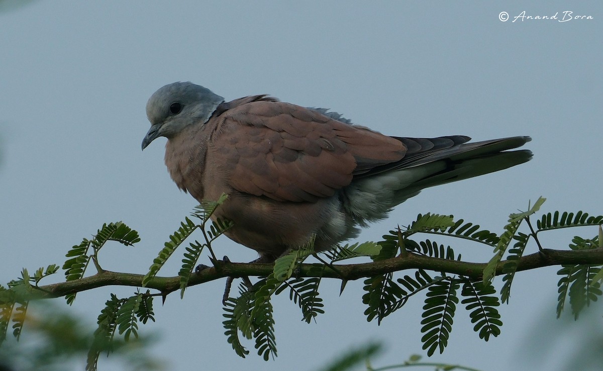 Red Collared-Dove - ML611350462