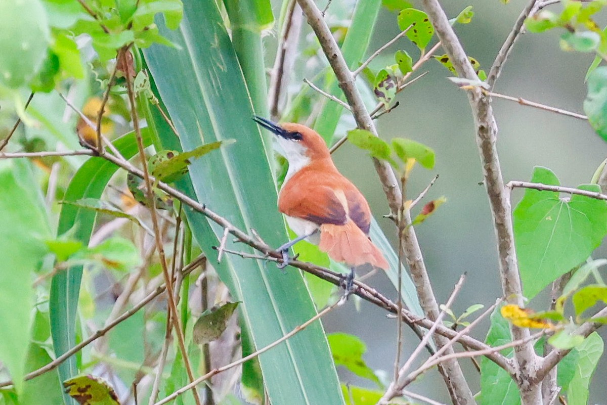 Red-and-white Spinetail - Sam Reitsma