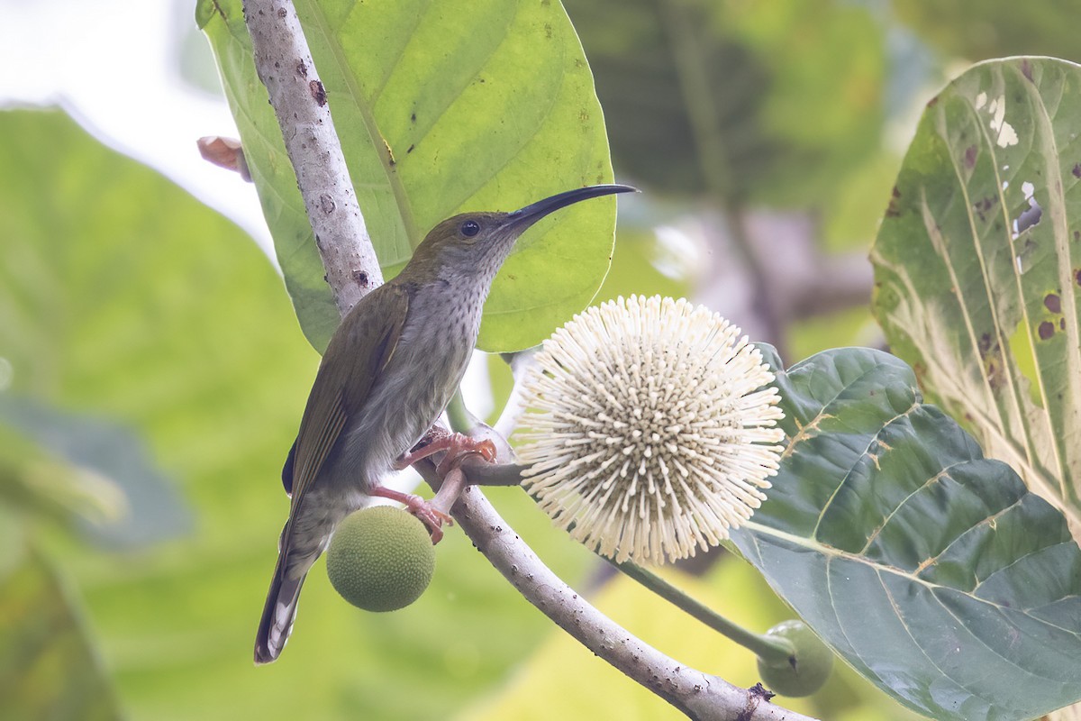 Bornean Spiderhunter - ML611350546