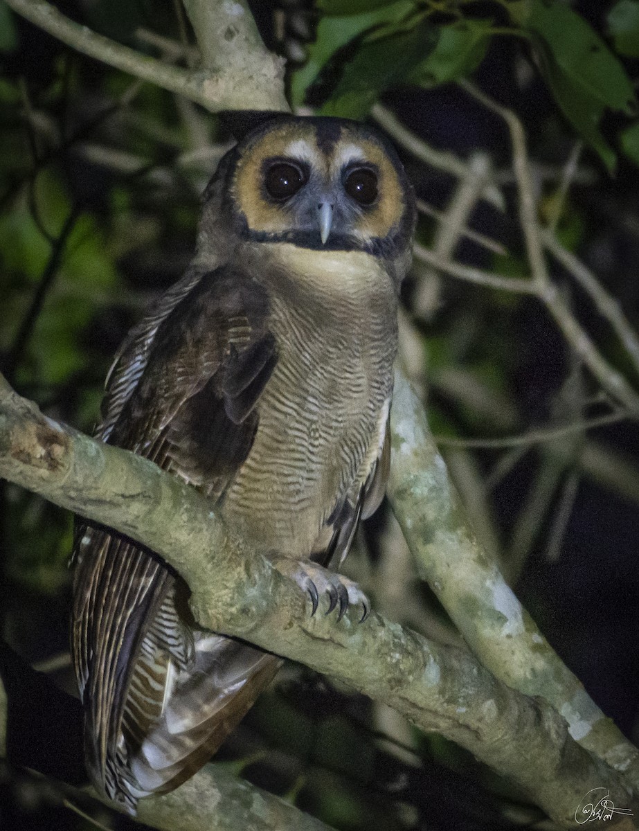Brown Wood-Owl - Prasil Biswas