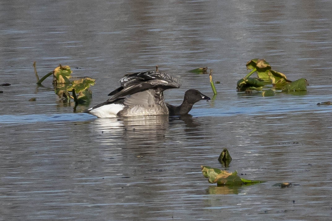 Brant - ML611350669