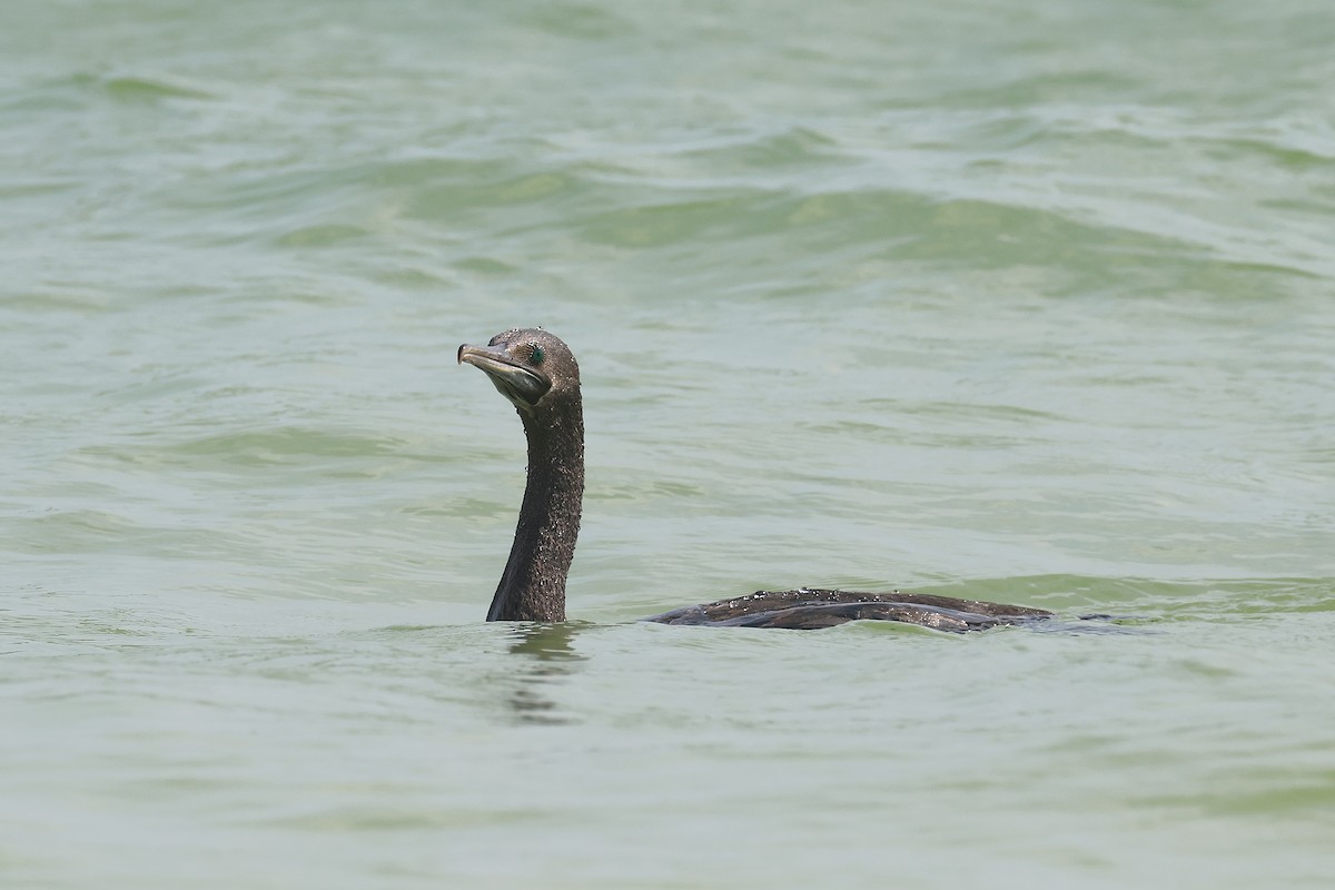 Cormorán de Socotra - ML611350689