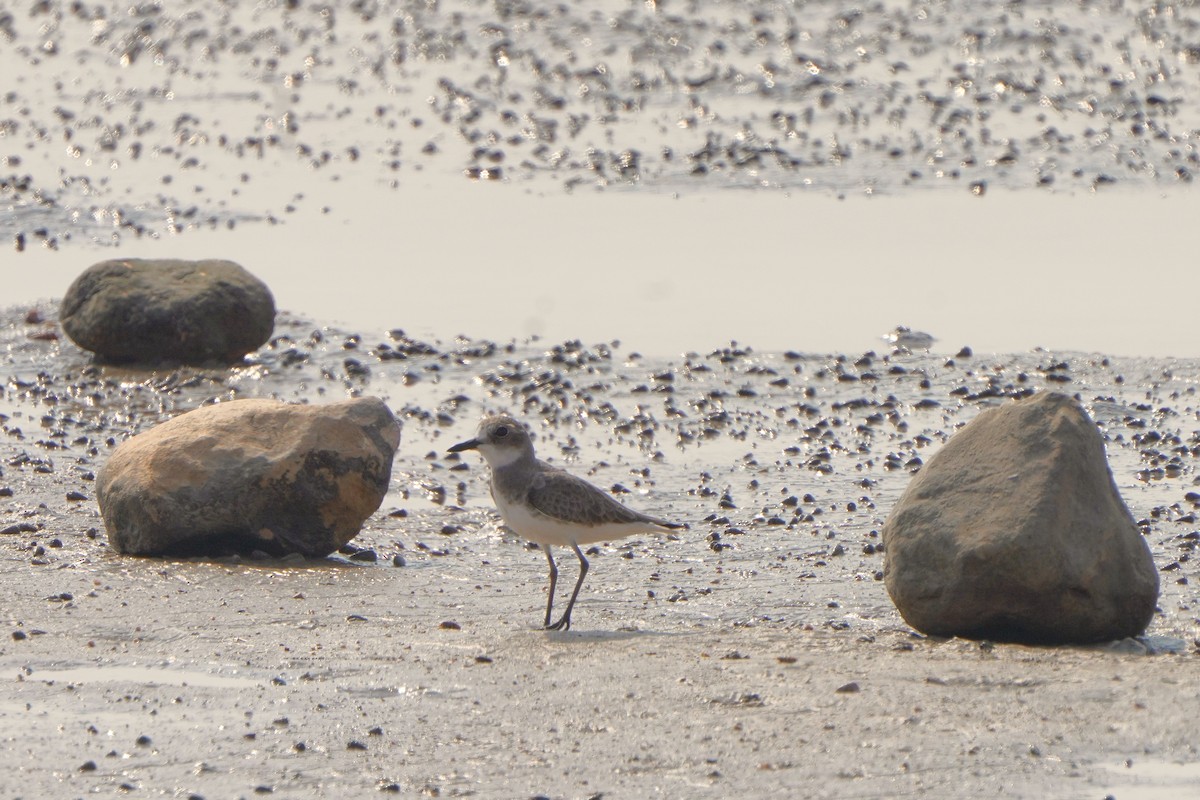 Greater Sand-Plover - ML611350692