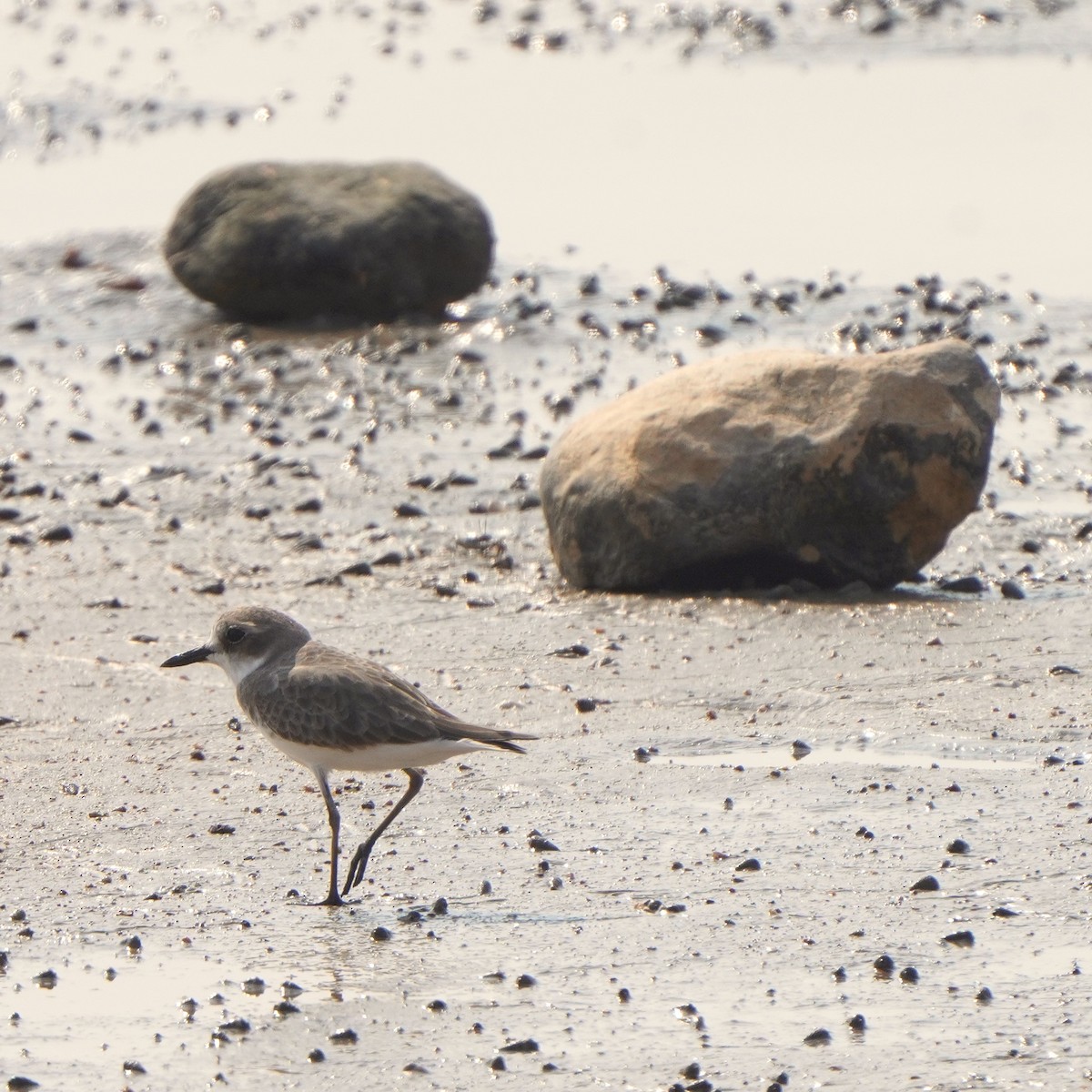 Greater Sand-Plover - ML611350693