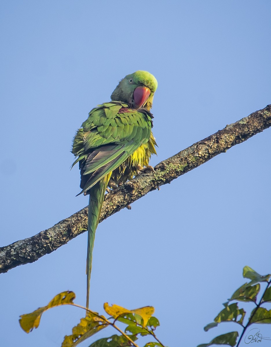 Alexandrine Parakeet - ML611350704