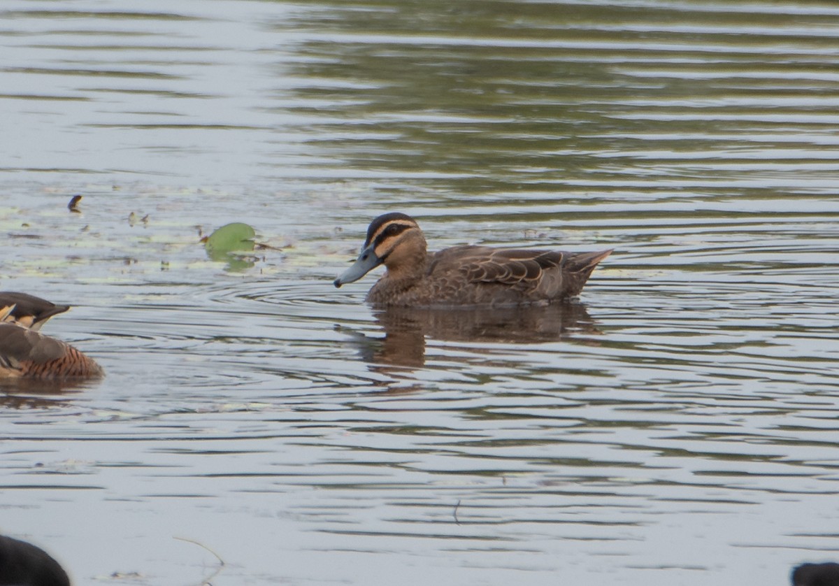 Pacific Black Duck - ML611350738