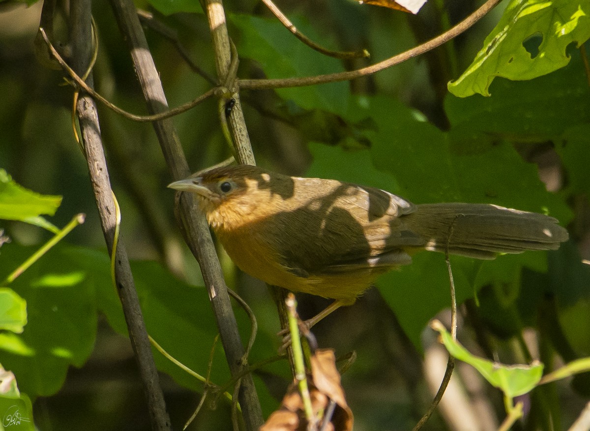 Tawny-bellied Babbler - ML611350756