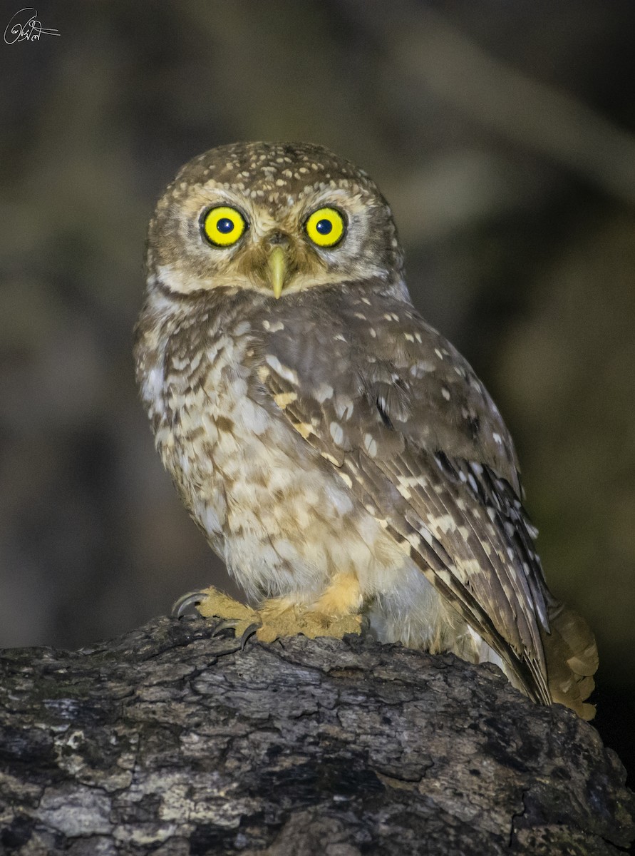 Spotted Owlet - Prasil Biswas