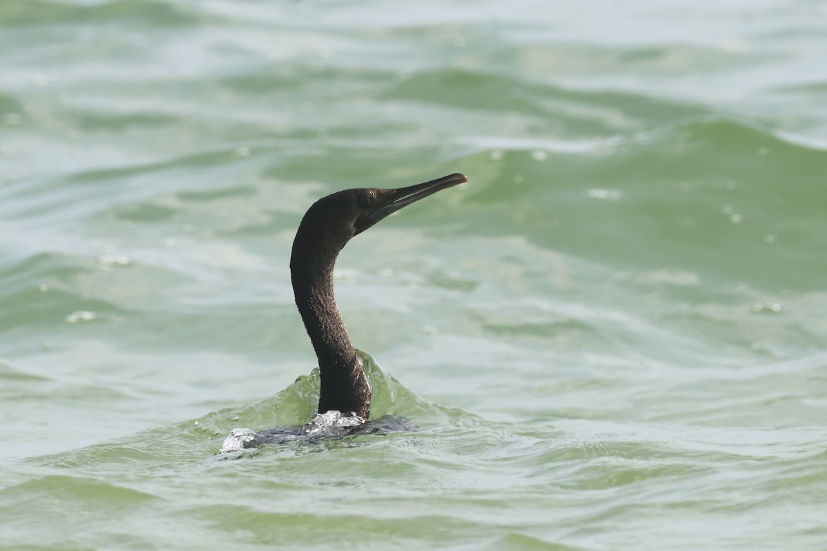 Cormorán de Socotra - ML611350768