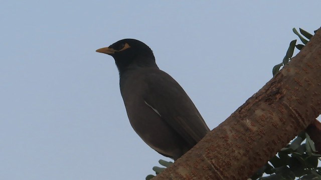 Common Myna - ML611350788