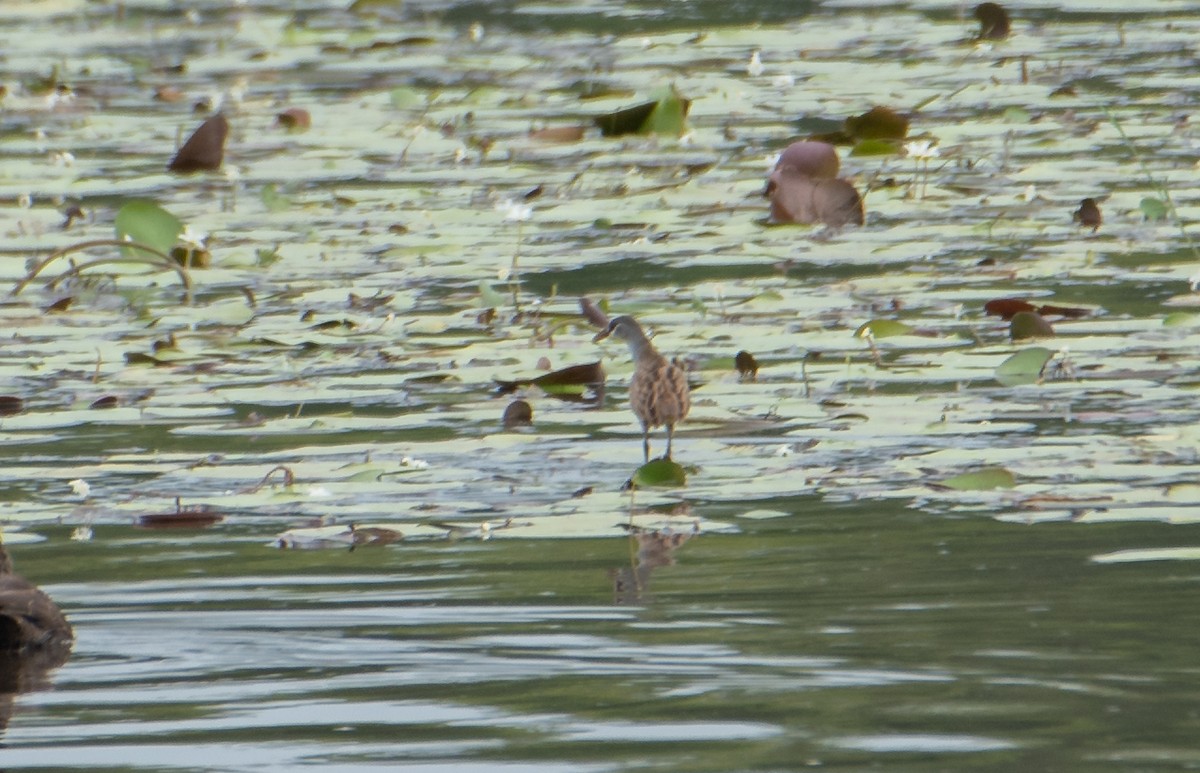 White-browed Crake - ML611350789