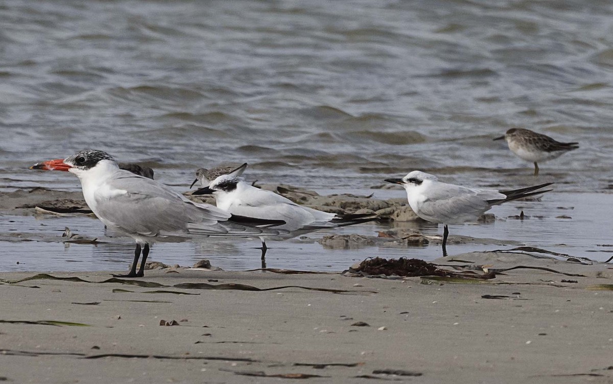 Gull-billed Tern - Deb Hopton