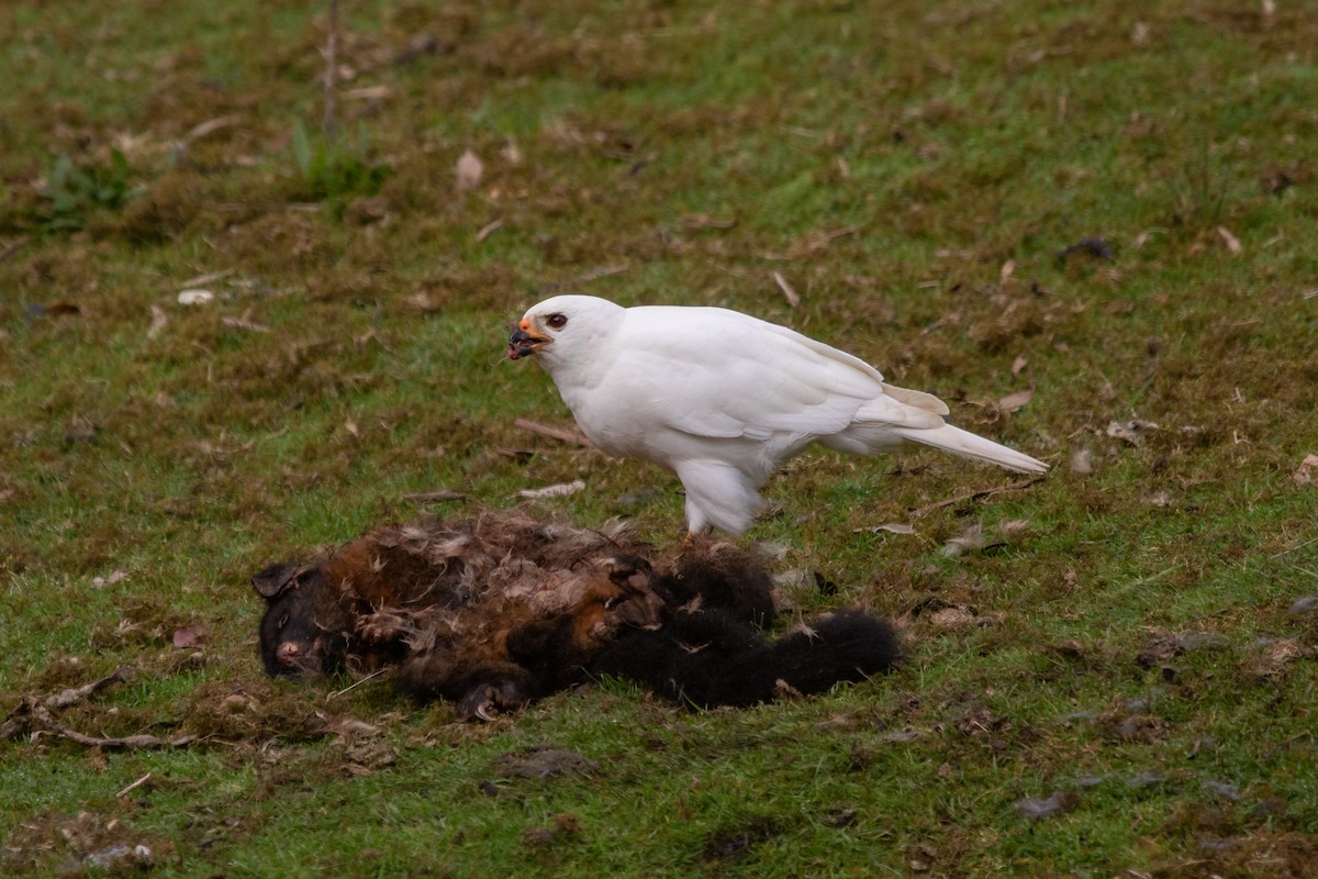 Gray Goshawk - ML611350831