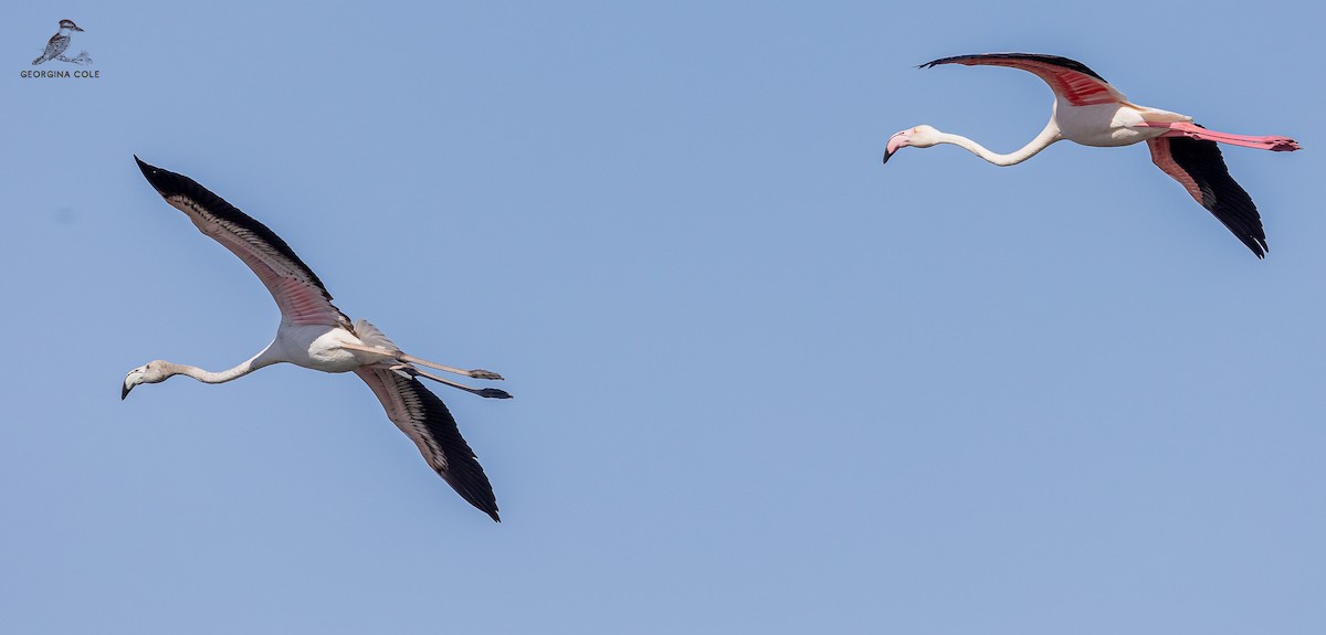 Greater Flamingo - ML611350862