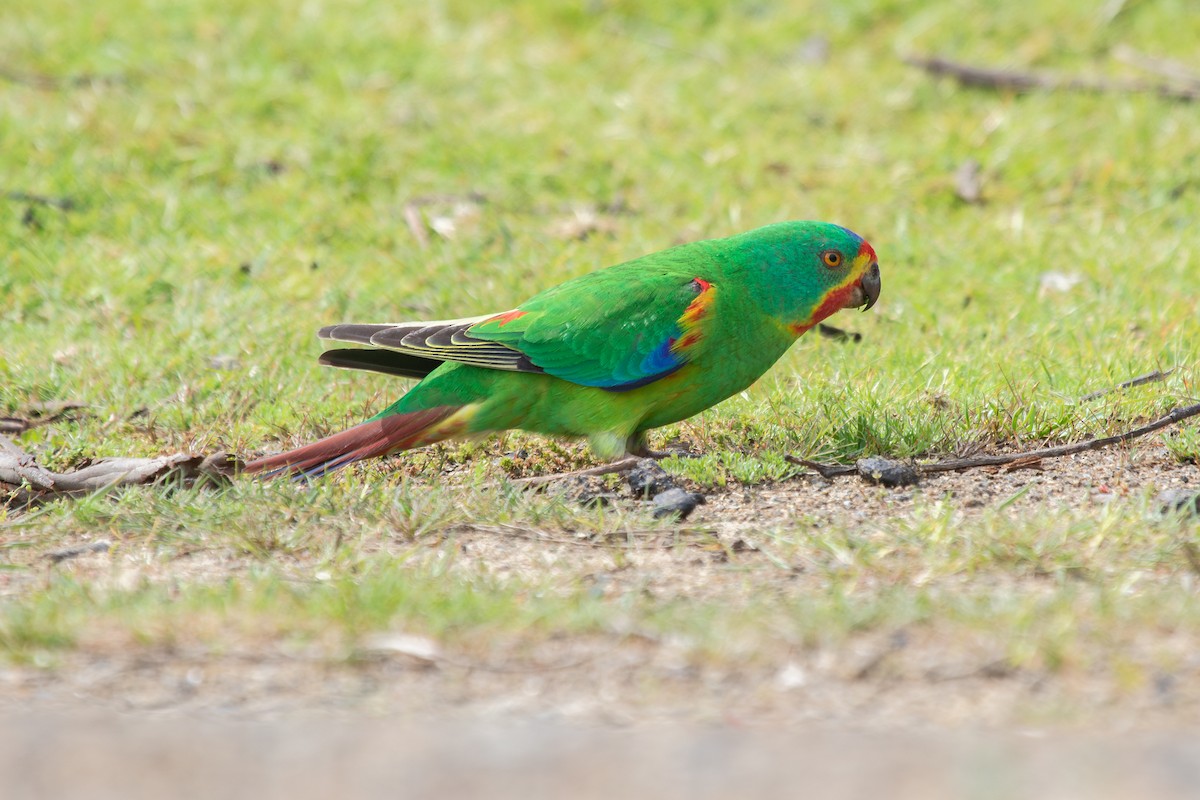 Swift Parrot - ML611350865