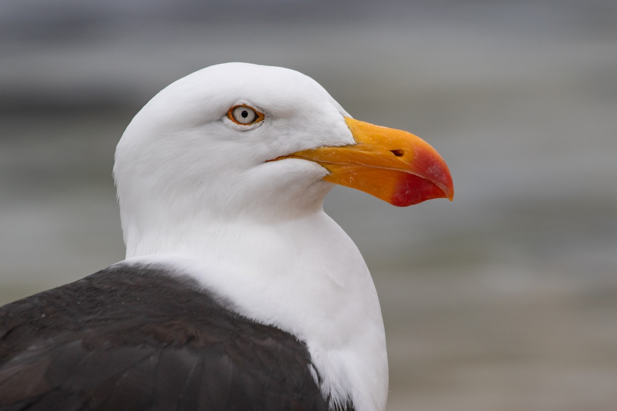 Pacific Gull - ML611351003