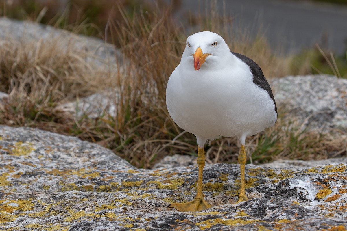 Pacific Gull - ML611351004