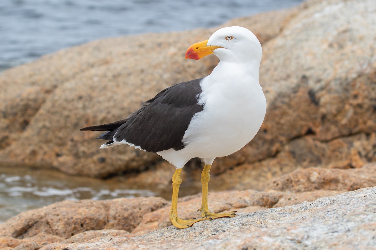 Pacific Gull - ML611351005