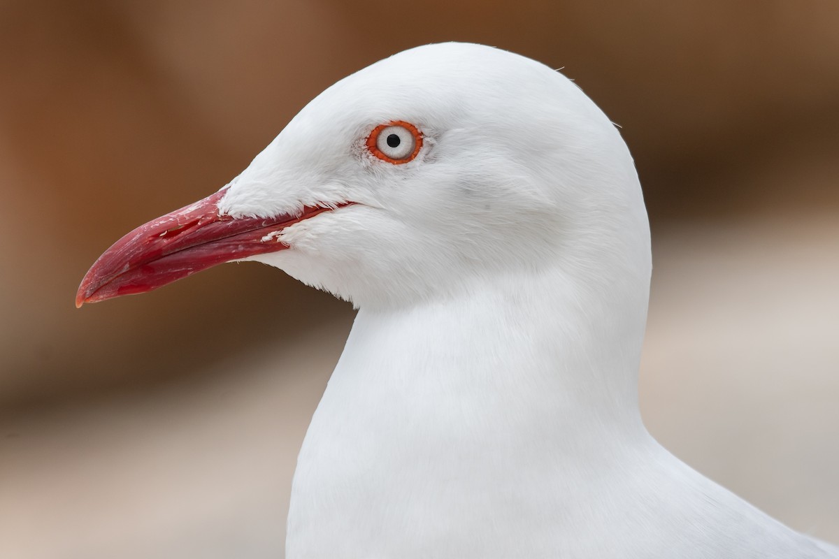 Silver Gull - ML611351012