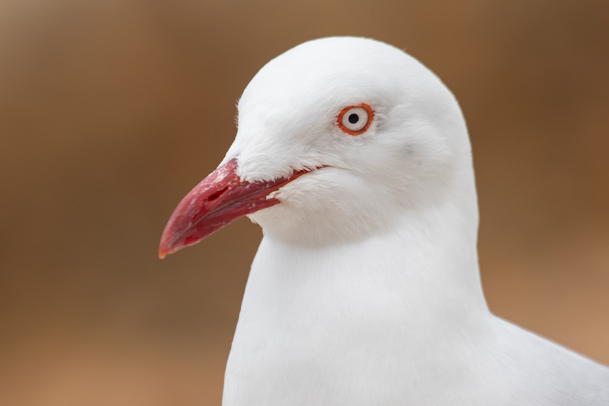 Silver Gull - ML611351014