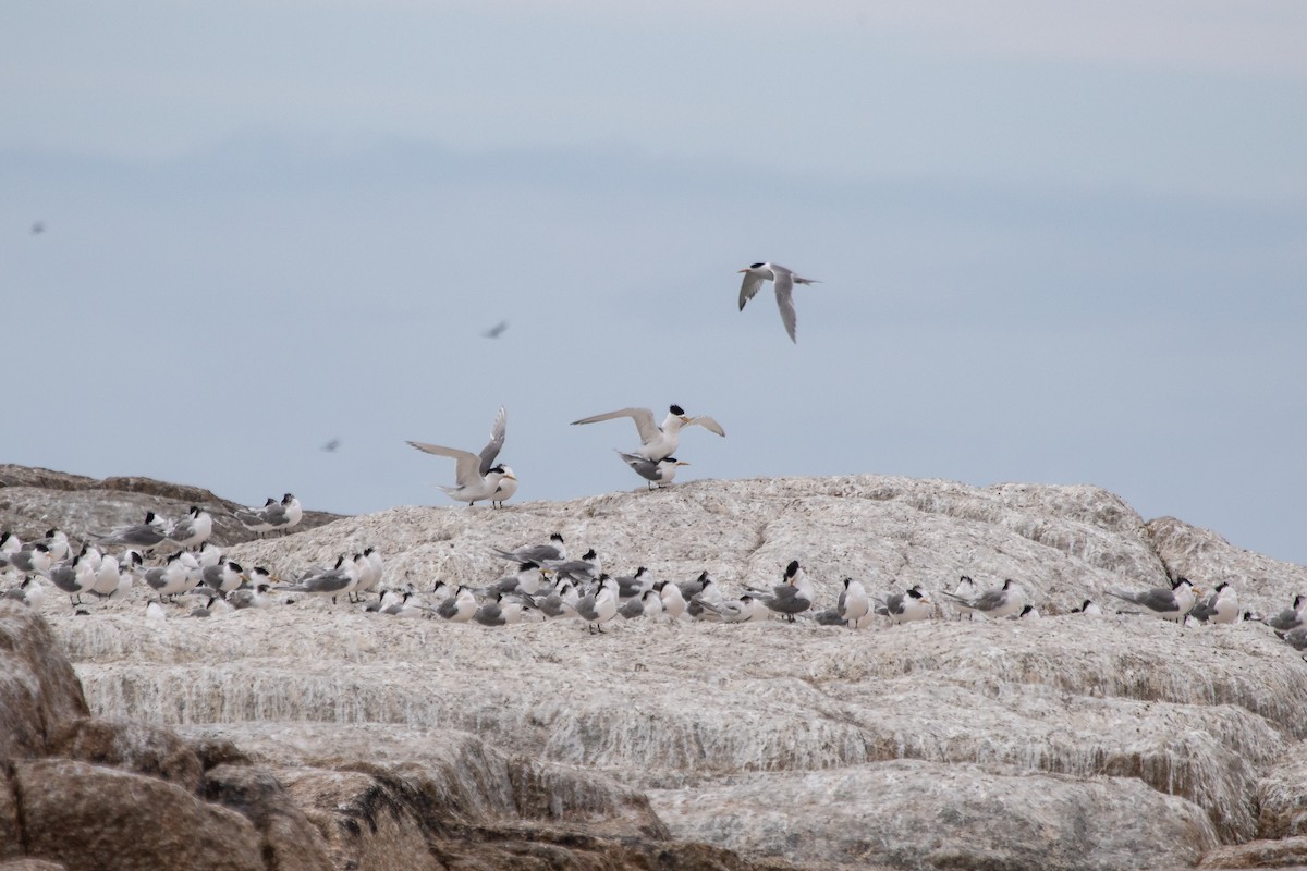 Great Crested Tern - ML611351018