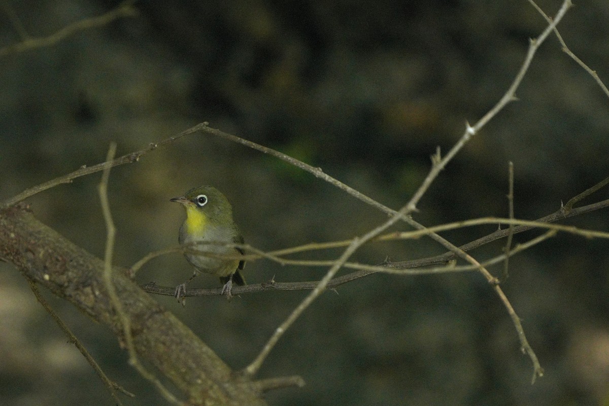 Abyssinian White-eye - ML611351058