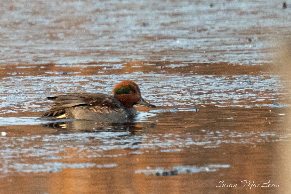 Green-winged Teal - ML611351059