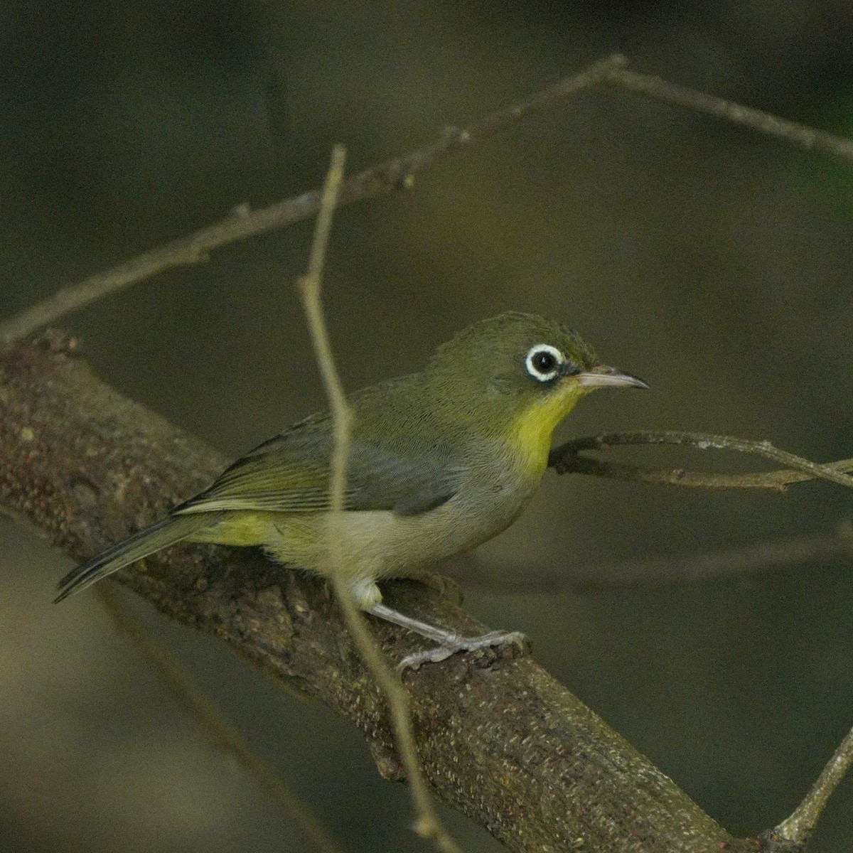 Abyssinian White-eye - ML611351060