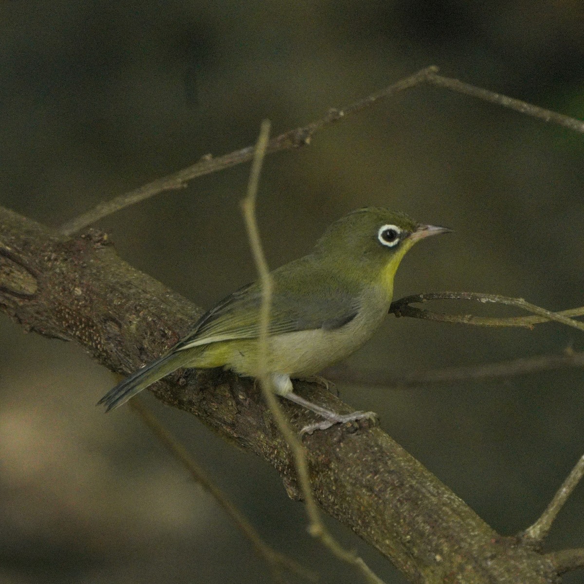 Abyssinian White-eye - ML611351062