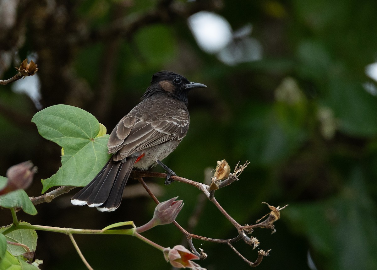 Red-vented Bulbul - ML611351086