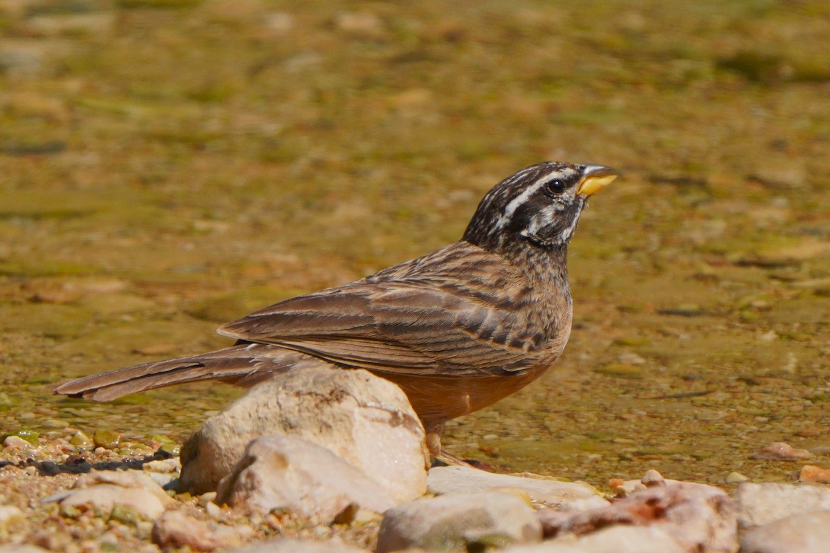 Cinnamon-breasted Bunting - ML611351138