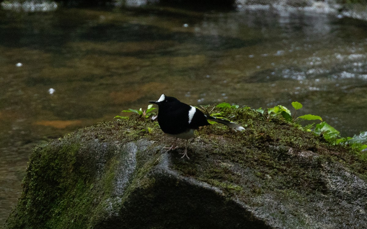 Bornean Forktail - ML611351173