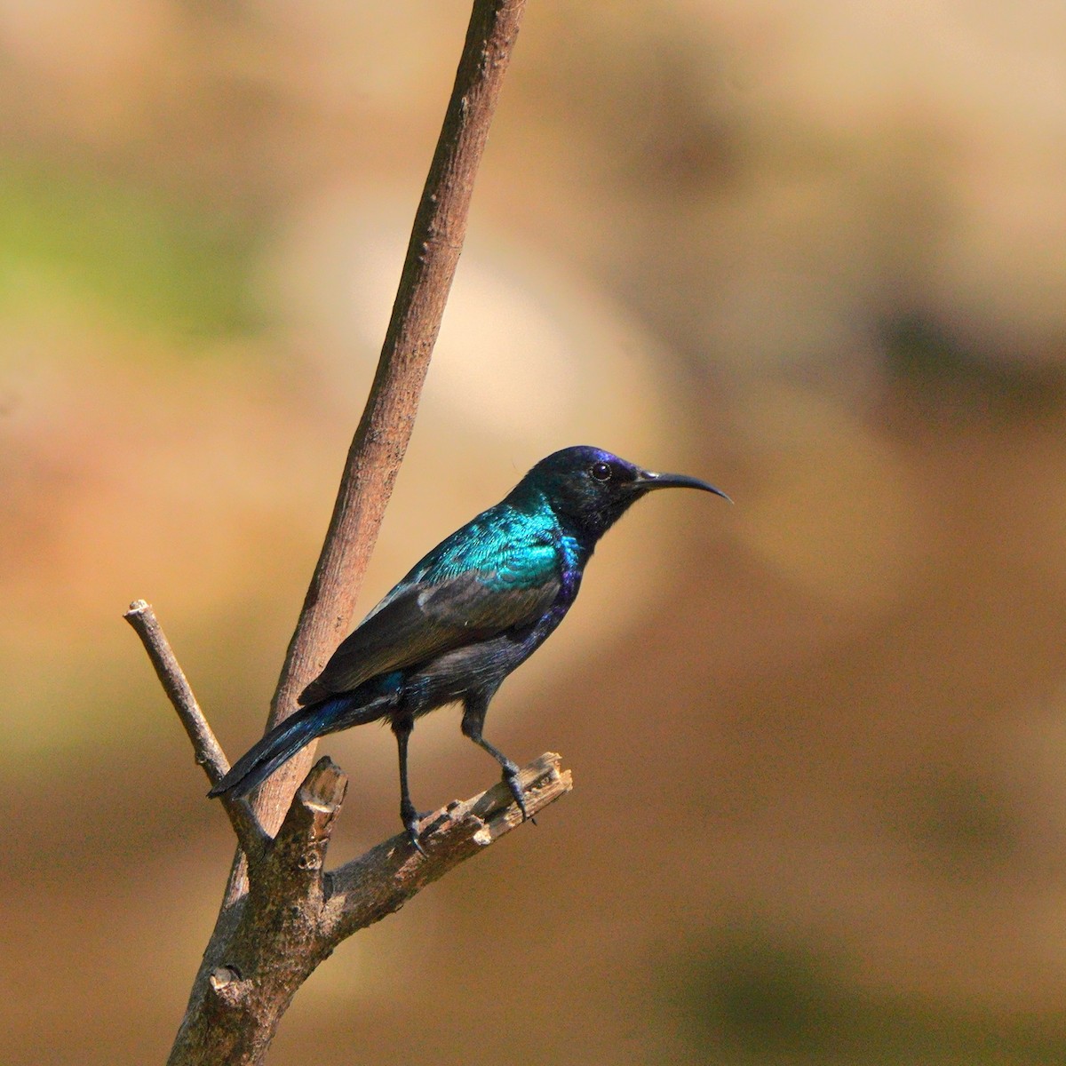 Palestine Sunbird - ML611351175