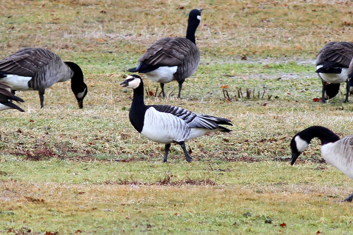 Barnacle Goose - ML611351208