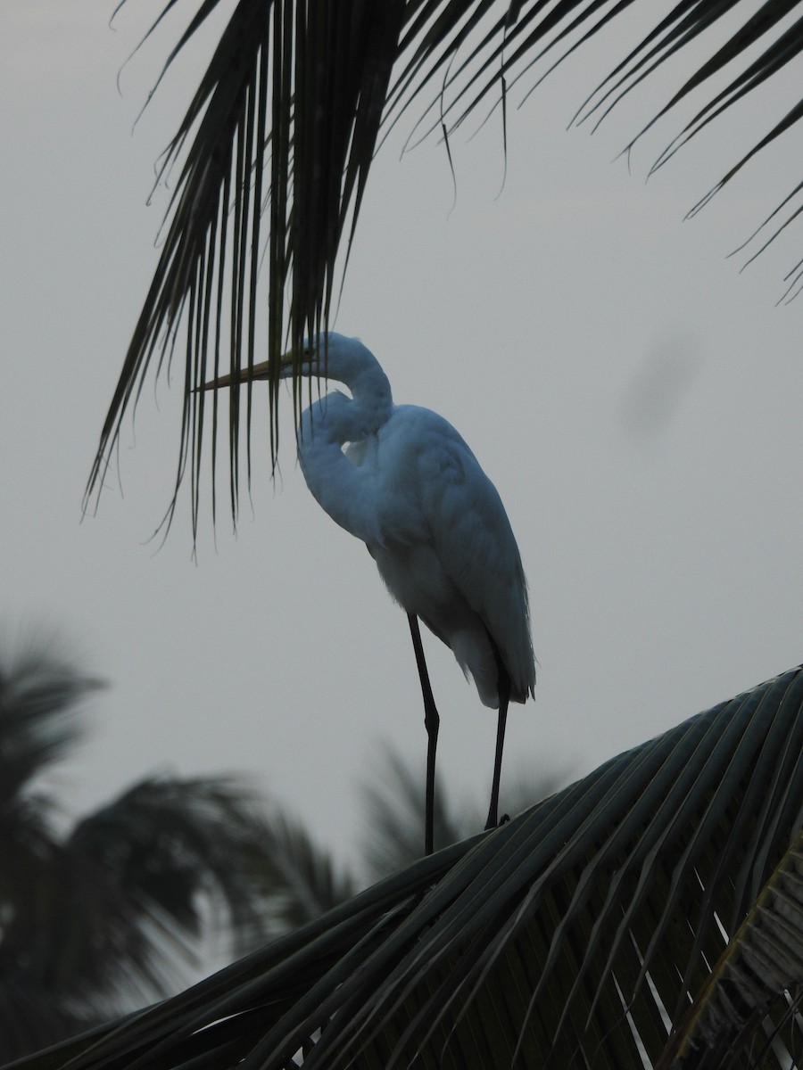 Great Egret - Sudheesh  Mohan