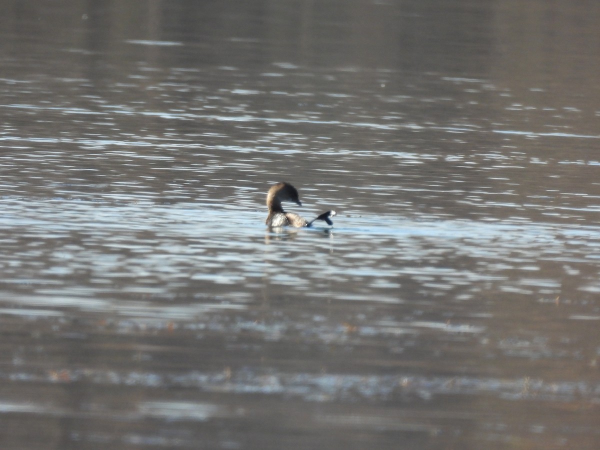 Pied-billed Grebe - Avery Bell