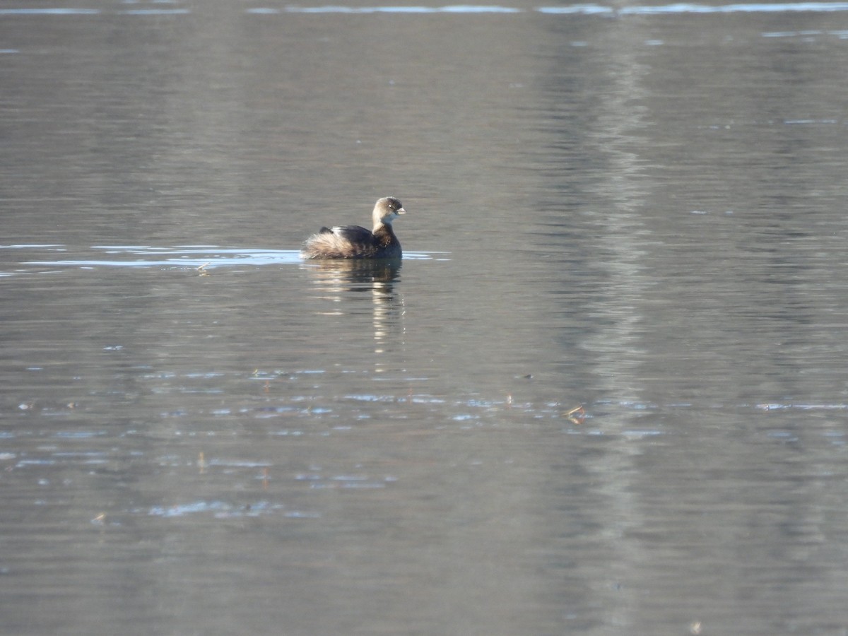 Pied-billed Grebe - ML611351216