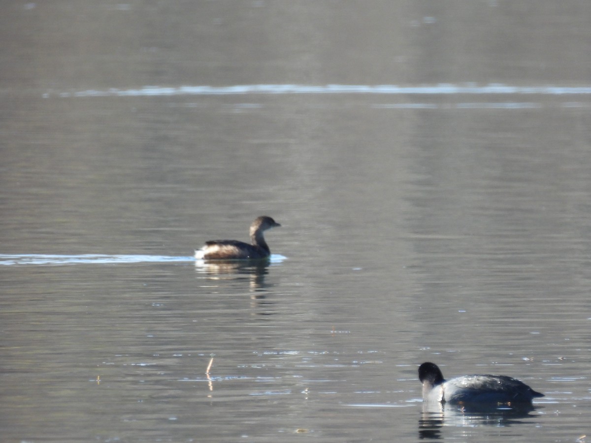 Pied-billed Grebe - ML611351217