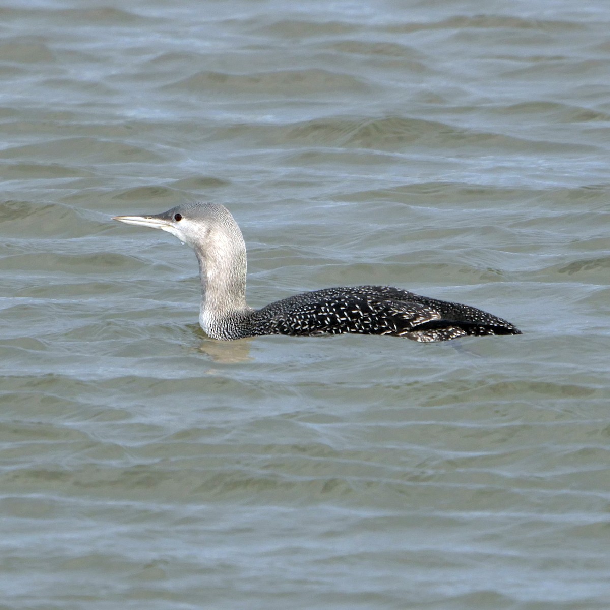 Red-throated Loon - ML611351219