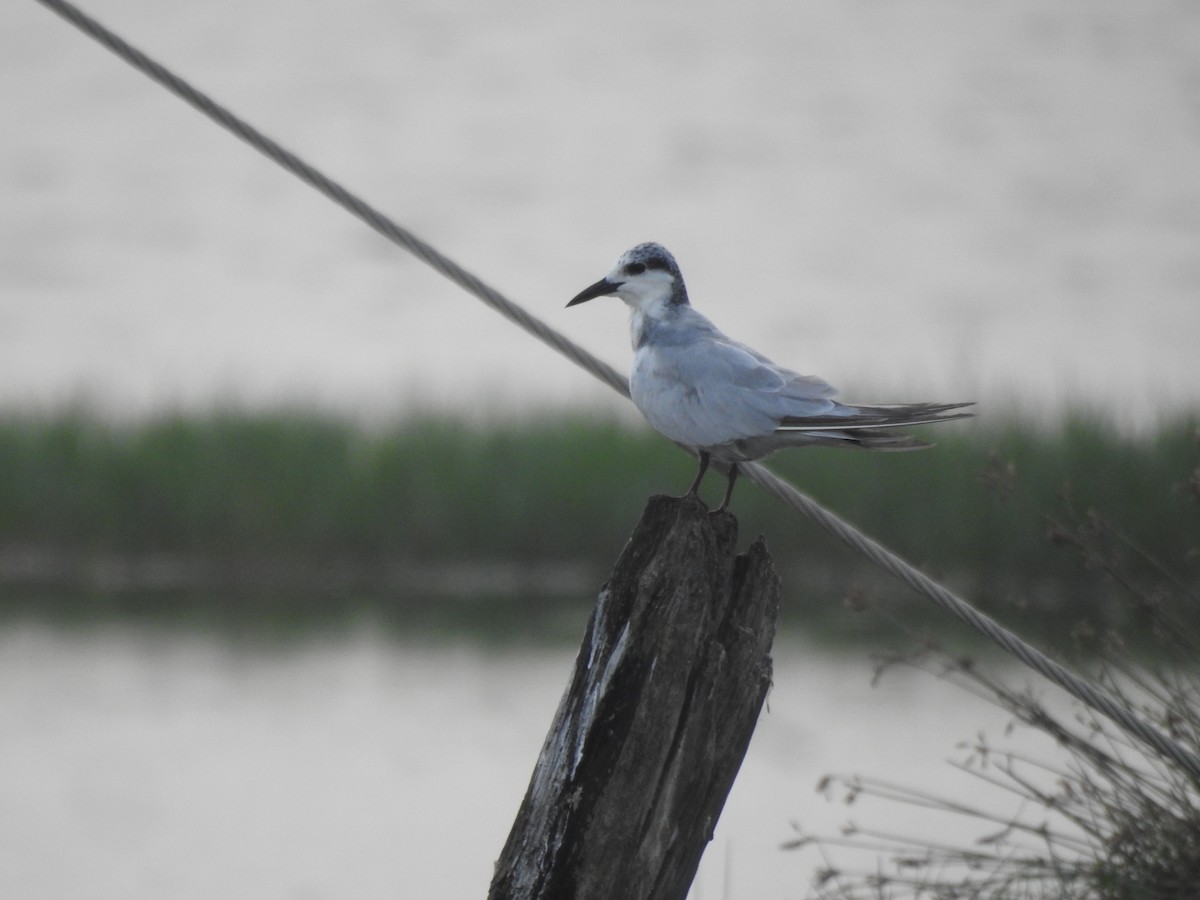 Whiskered Tern - ML611351228