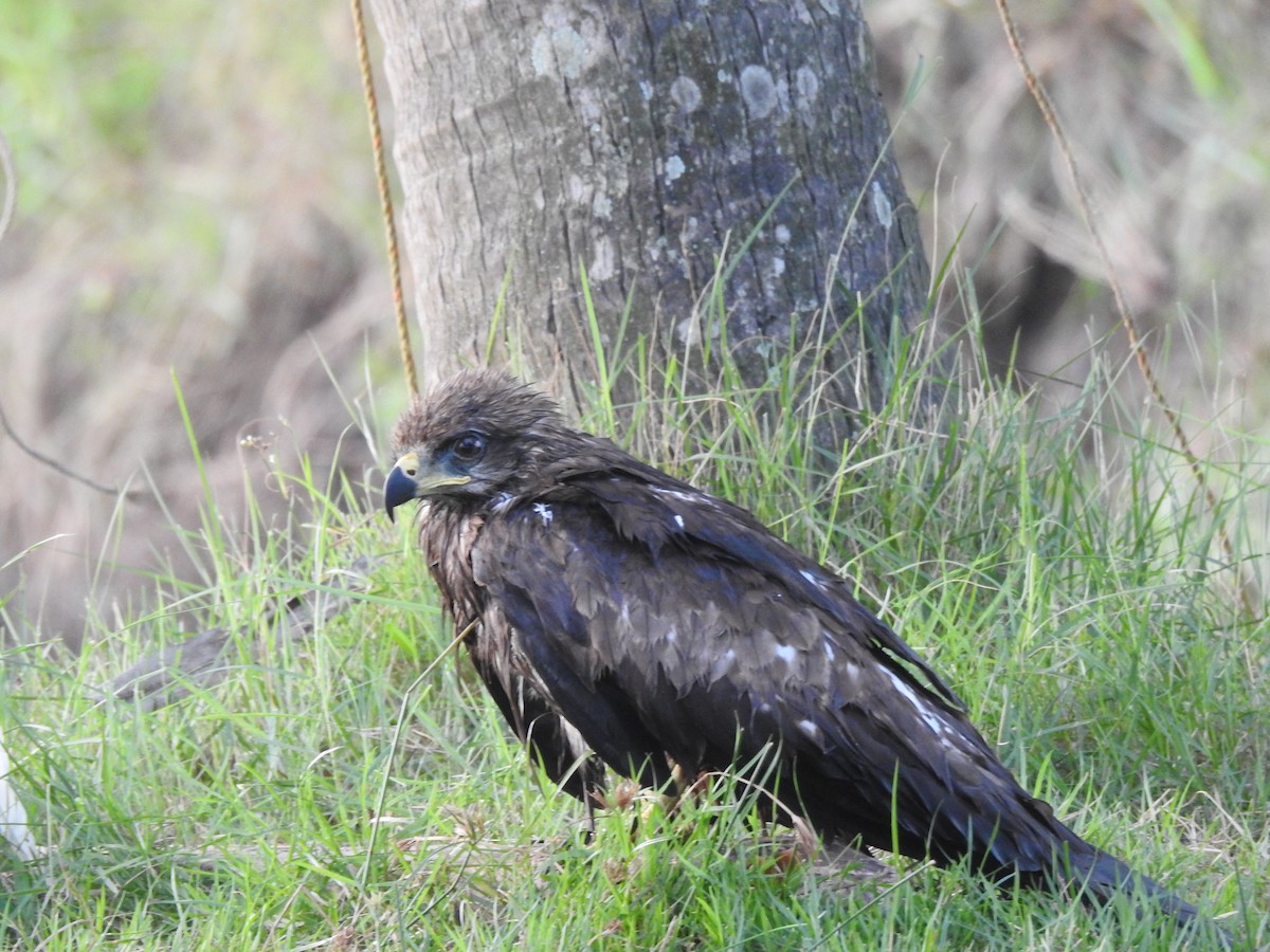 Black Kite - Sudheesh  Mohan